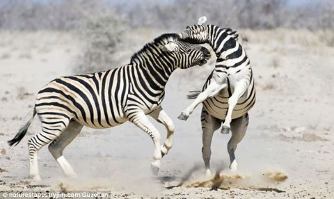 Ngựa vằn quyết chiến giành ngôi đầu đàn