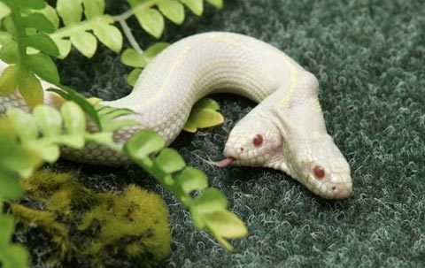 Xem rắn bạch tạng 2 đầu ở Ukraine