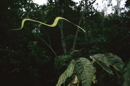 Rắn có thể “bay” cao đến 15m