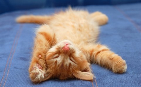 Thế giới sẽ ra sao nếu mèo biến mất?