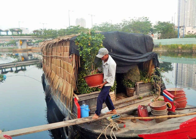 Mỗi chậu quất này có giá từ 600.000 - 1200.000 đồng nhưng nhiều tiêu thương vẫn không bán được hàng.