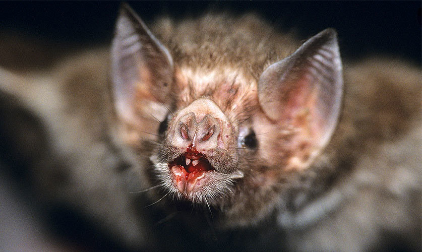 Phát hiện dơi quỷ thích hút máu người