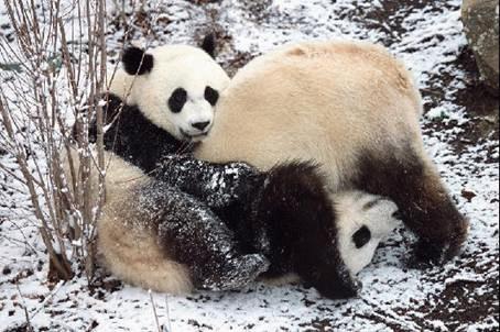 Những khoảnh khắc hài hước của động vật (phần I)