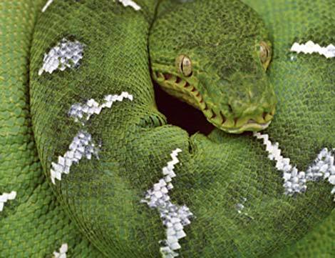 Những kẻ “ôm cây” trong thế giới tự nhiên