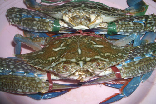 Cách chọn ghẹ tươi ngon, chắc thịt