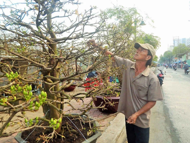 Tư Hùng (Nguyễn Văn Hùng - Vĩnh Long) cho biết, Năm nay, phần lớn khách hàng chuộng những chậu mai có giá trị trung bình trở xuống, những chậu lớn có giá hàng chục, thậm chí hàng trăm triệu đồng năm nay nhu cầu không nhiều, đặc biệt khách thuê khá vắng.