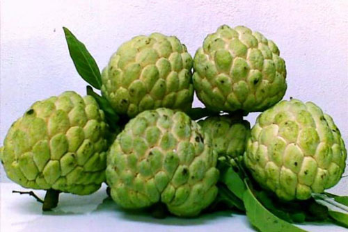 Bí quyết chọn na ngon ngọt, dày cùi