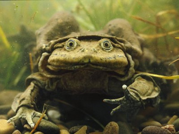 Khi động vật trở thành "thảm họa thời trang"