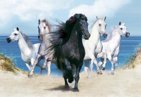 Những bí mật thú vị về loài ngựa