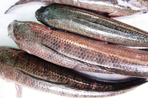 Mẹo cực hay phân biệt cá làm sẵn tươi hay ươn