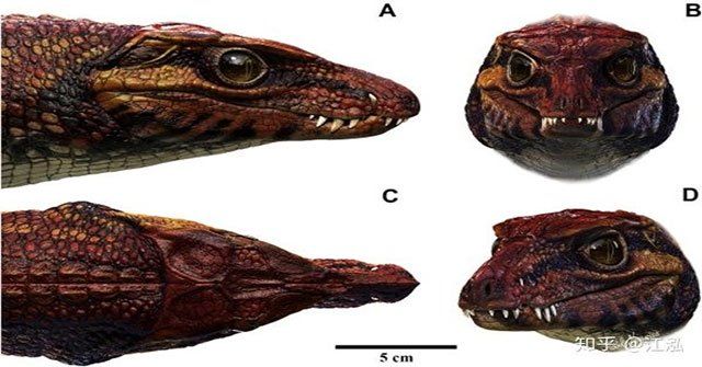Phát hiện hóa thạch của loài ăn thịt trước khủng long