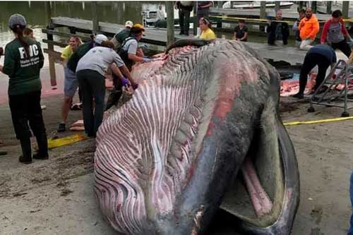 Xác cá khổng lồ gần 30 tấn dạt vào bờ biển: Chuyên gia phát hiện 2 điều bất thường