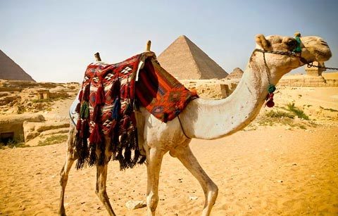 Những bậc thầy 'ăn kiêng' trong giới động vật