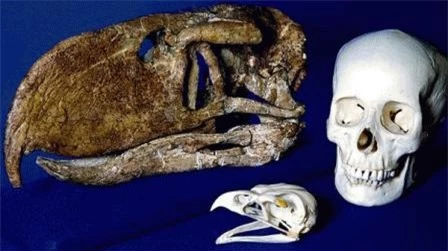 Một hộp sọ hóa thạch của loài chim Andalgalornis, được đặt cạnh một hộp sọ của loài đại bàng ngày nay và một hộp sọ của con người để so sánh.