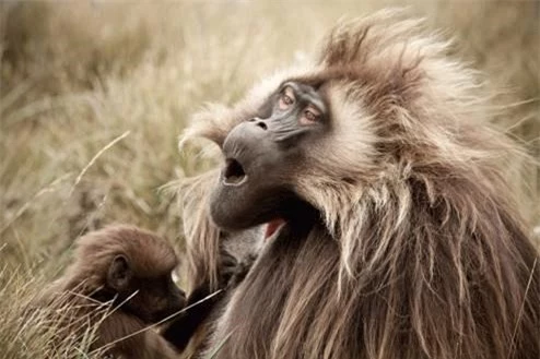 Một con khỉ đầu chó trên cao nguyên Gaussa ở  Ethiopia đang thích thú vì được chải lông