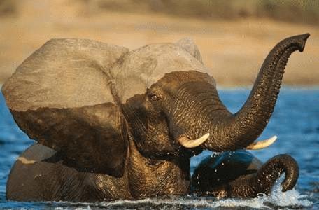 Những khoảnh khắc hài hước của động vật (phần II)