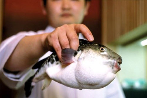 Nhận biết cá nóc độc hại, nguy hiểm chết người