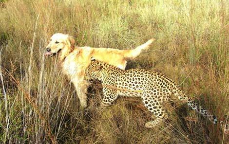 Những đôi bạn ngộ nghĩnh