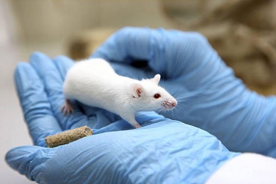 Bí quyết gặm nhấm siêu đẳng của loài chuột