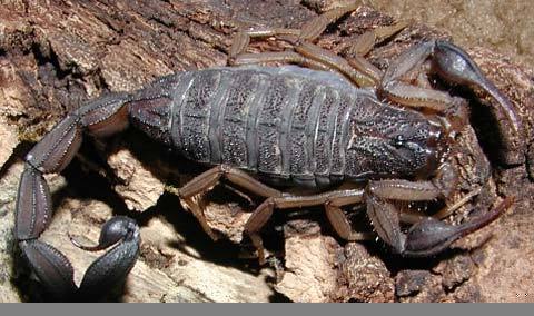 Vũ khí bí mật của động vật