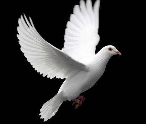 Những chiến binh động vật hàng đầu (phần I)