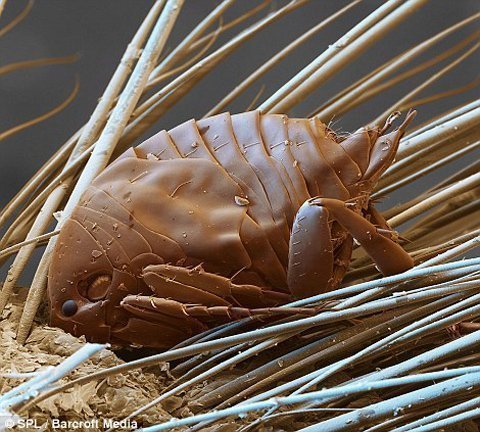 Cận cảnh những sinh vật hút máu 'khủng khiếp' nhất