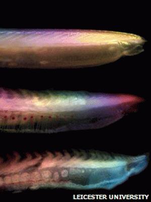 Cá thối dùng để nghiên cứu hóa thạch