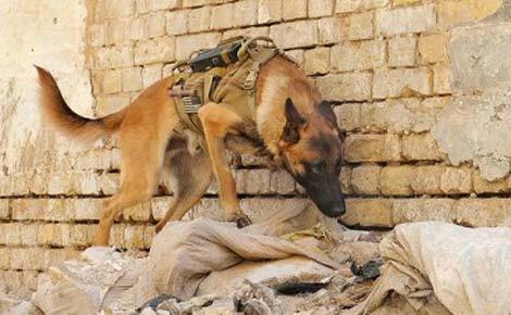 Những chiến binh động vật hàng đầu (phần II)