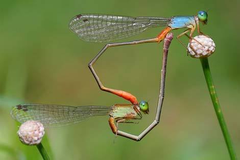 Ảnh động vật: Cặp chuồn chuồn kim tạo thành hình trái tim khi giao phối