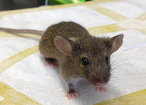 Chuột biến đổi gene biết... dò mìn