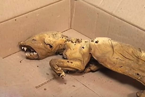 Phát hiện xác quỷ hút máu Chupacabra huyền thoại