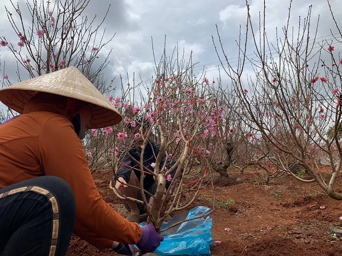 Nhiều tiểu thương "bỏ của chạy lấy người" làm cho người chủ vườn lao đao, bị thương lái đòi lại tiền cọc.