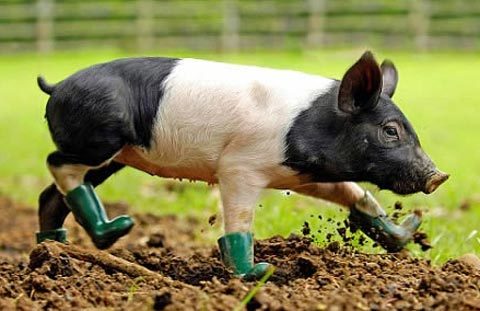 Khi động vật cũng bị dị ứng