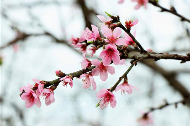 Thời tiết Tết Tân Sửu 2021 ở 3 miền sẽ như thế nào?