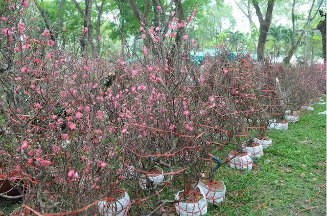 Hoa đào chưng tết được bày bán tại công viên Hoàng Văn Thụ vắng khách ngày giáp tết.