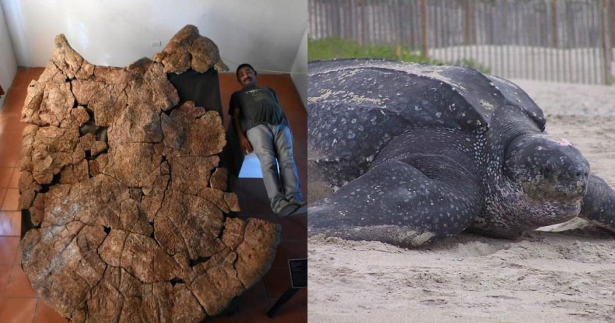 Phát hiện hóa thạch ’rùa mai dày’ ở Columbia