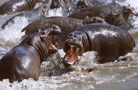 Xem động vật cận chiến