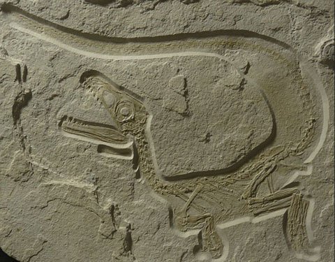 Phát hiện hóa thạch khủng long 'hoàn hảo' nhất