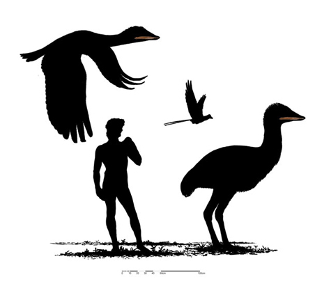 Hóa thạch loài 'phượng hoàng' cổ đại