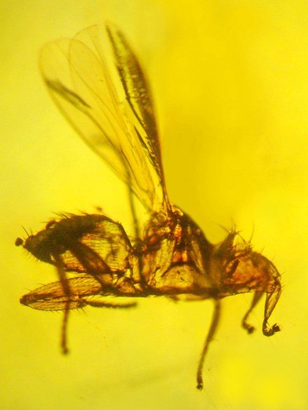 Phát hiện hóa thạch ruồi ‘ma cà rồng’ cổ đại