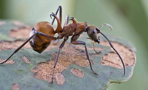 Chiêm ngưỡng 20 “ngôi sao” động vật