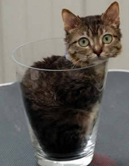 Điểm lại các kỷ lục thế giới về mèo