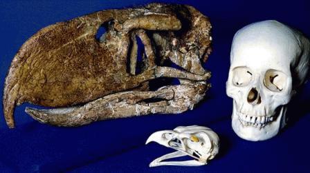 Loài chim khổng lồ thời cổ đại săn mồi như thế nào?