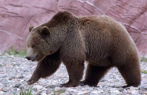 Những chiếc mũi không chỉ dùng để thở