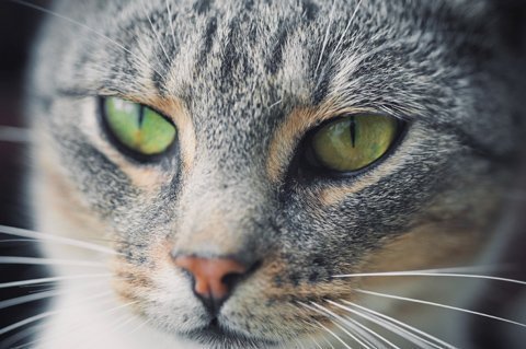 Mèo thừa hưởng thói quen của chủ