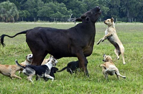 Những bức ảnh siêu ngộ nghĩnh về các loài động vật