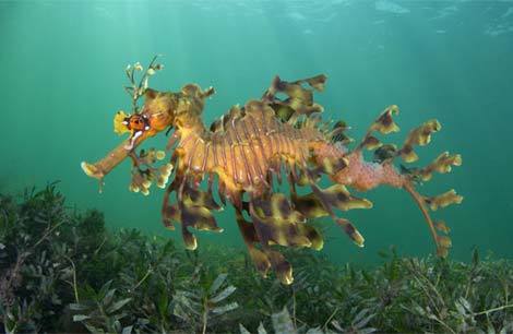 Chiêm ngưỡng vẻ đẹp của các động vật biển