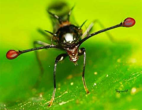 Những cặp mắt dị thường nhất của động vật (phần II)