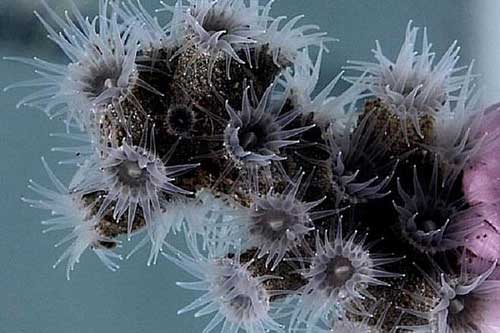 Phát hiện bất ngờ về những sinh vật dưới đáy đại dương mà khoa học chưa từng biết đến