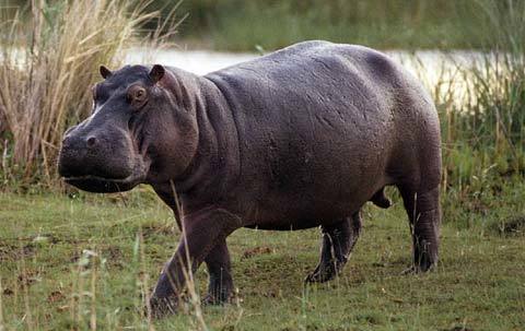 Thói hư tật xấu của các loài vật